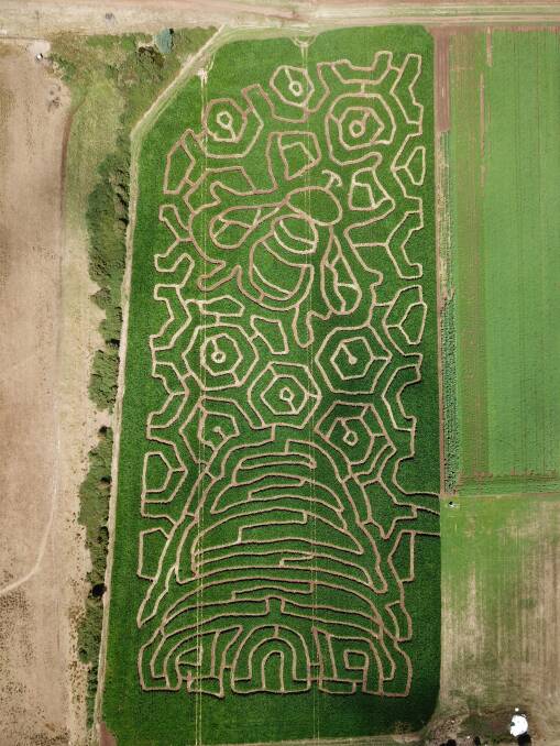 Buzz: The new maze design open at Rupertswood Farm this weekend. Picture: supplied