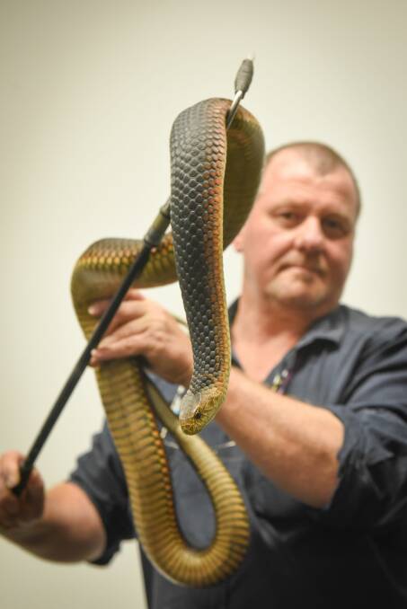 SCALES: QVMAG Natural Sciences Collections Officer and Herpetologist, Simon Fearn with a Copperhead snake. Picture: Paul Scambler.