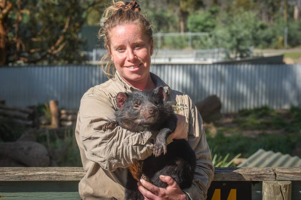 Devil may care: Animal handler Bridie Slattery with Percy the Tasmanian Devil who will celebrate his first birthday next week. Picture: Paul Scambler