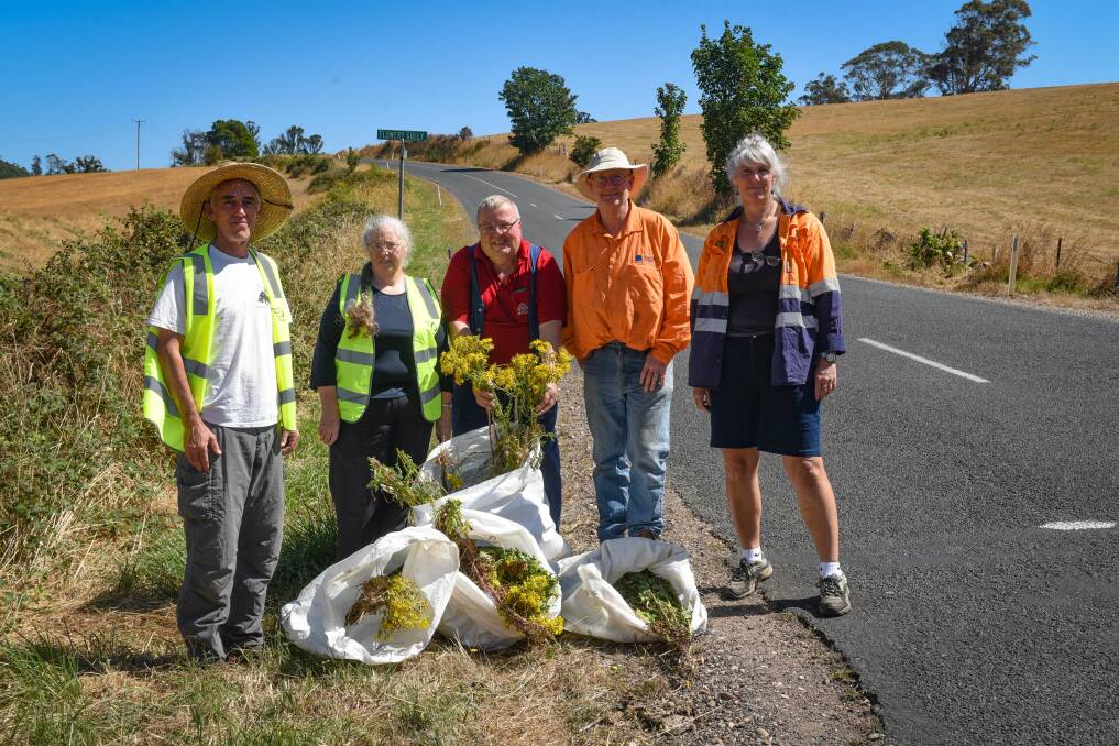 Raids: Martin Price, Jayne Shapter, John Thorp, Peter Voller and Jenny Graigen, collecting ragwort at Winkleigh. Picture: Paul Scambler.