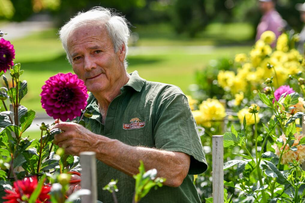 Smell the dahlias: Tony Dennett looks after the dahlias in City Park ahead of the Launceston Horticultural Society Show . Picture: Scott Gelston