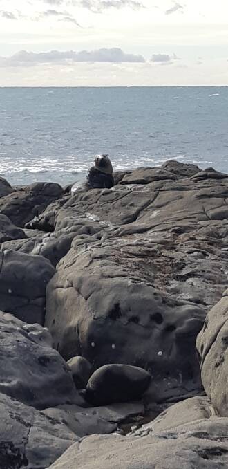 The seal appears to be caught in a black plastic bag. Picture: supplied