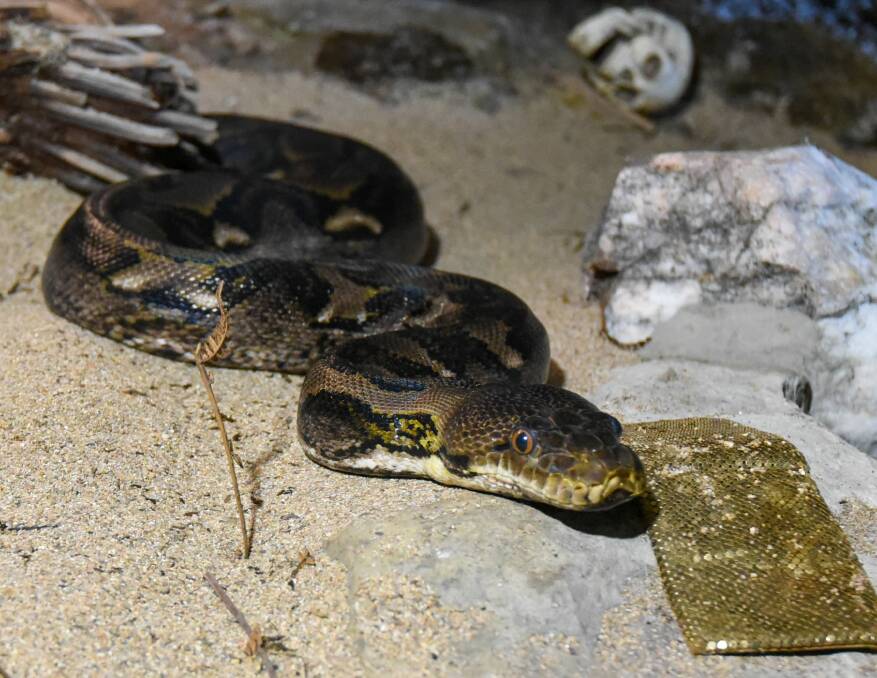Happy scales: Serpentarium Wildlife Park Tasmania's reticulated python Raj. Picture: Neil Richardson