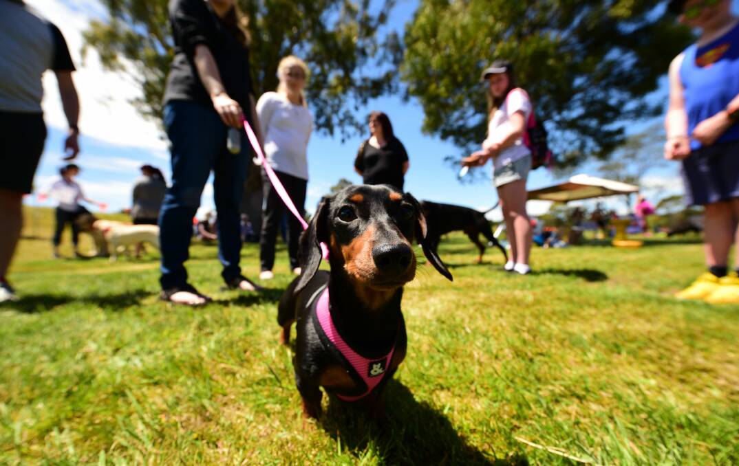 20/11/2016 "Slinky" 9 months owned by Leaanne Szmekura of Launceston for the RSPCA Santa Paws event.