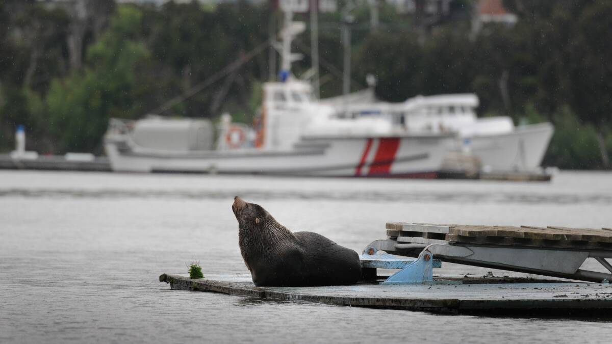 20/11/2014 Seaport, a seal makes himself at home on the St Patricks college rowing pontoon in the North Esk river