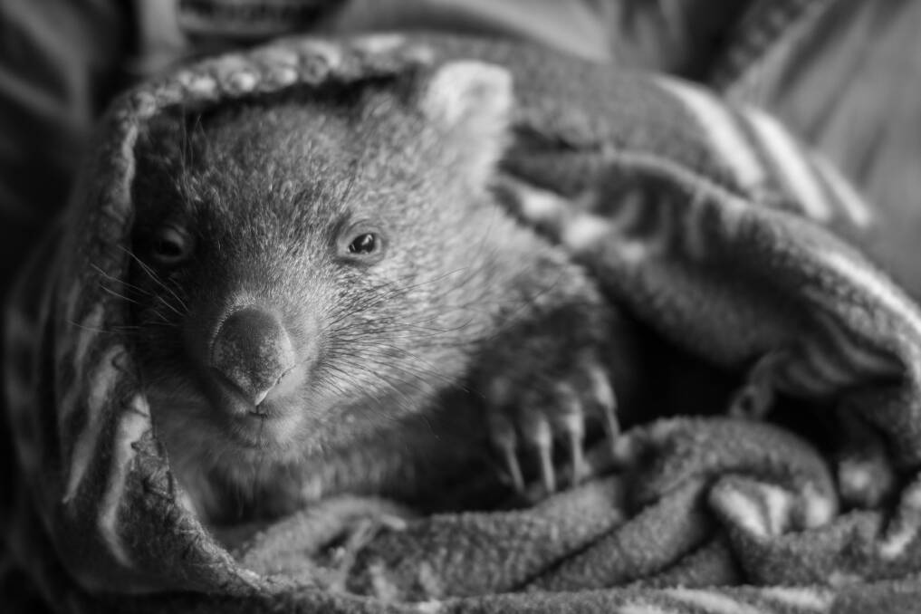 Snuggling in the blanket is a six-month-old female baby wombat at Tasmania Zoo