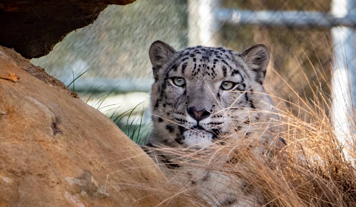 27/10/2021 Sikari the 18 month old male Snow Leopard, in his new home at Tasmania Zoo,
