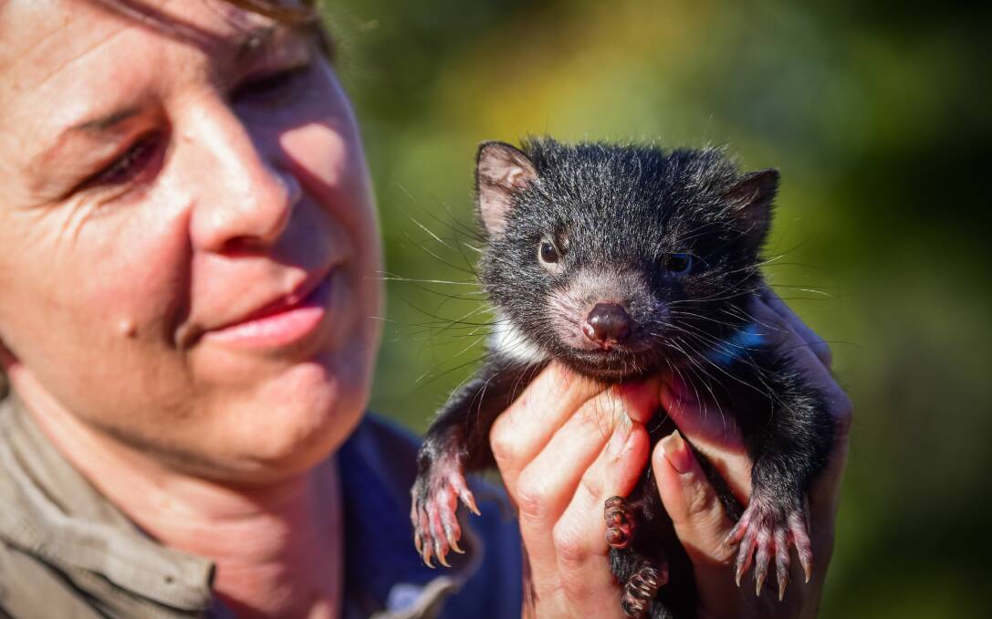 Tasmania Zoo Manager Rochelle Penney with "Nelson" a five and half month old Tasmanian Devil, taken 7 September 2017
