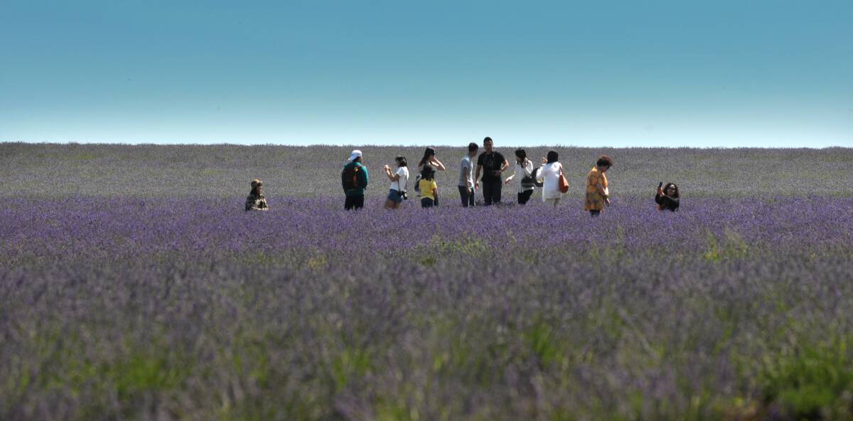 Tourists amongst the purple flowers at Bridestowe Lavender Estate