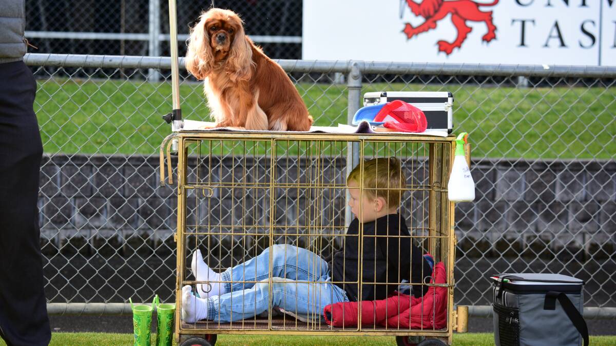12/10/2017 "Ruby" sits on her kennel waiting to go on show, as Gabe Broomhall 5yr of Trevallyn tries it for size