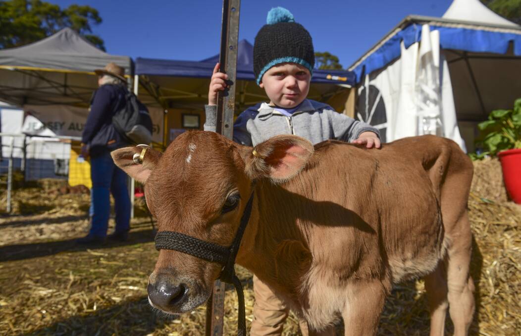 Noah Spencer, of Summerhill, with "Moneybox" the calf from Merseybank jerseys at Latrobe at Agfest. 