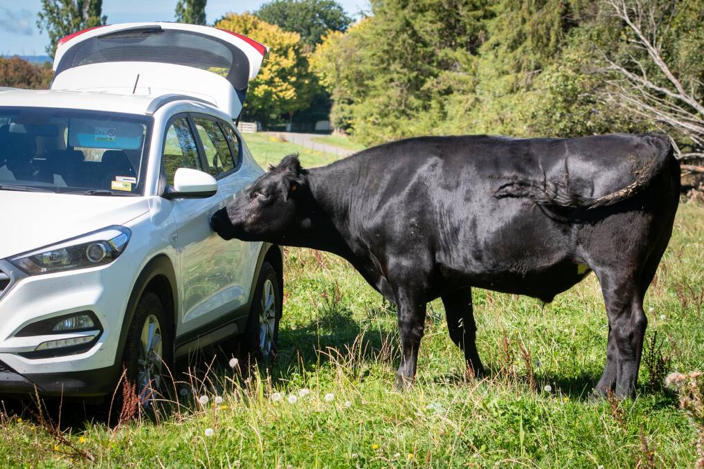 An Angus cow licks the windows and doors of the work car at Sam and Stephanie Tretheway's property Gowan Braes at Dunorlan