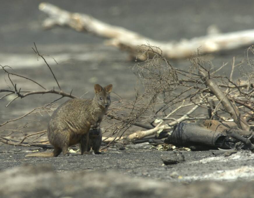 A mother wallaby with her young survived the fire at Scamander.