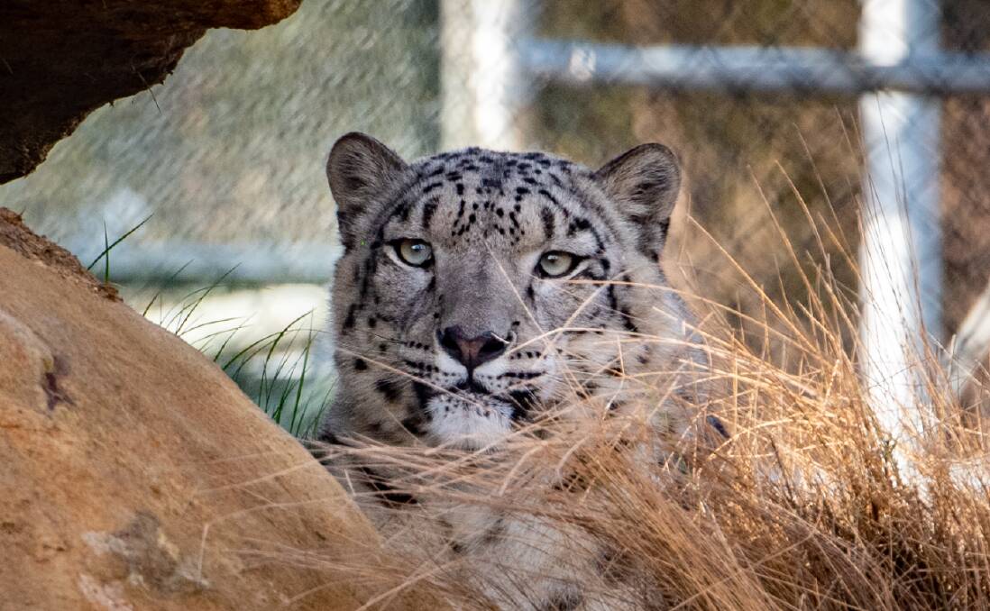 Sikari the 18-month-old male Snow Leopard, in his new home at Tasmania Zoo