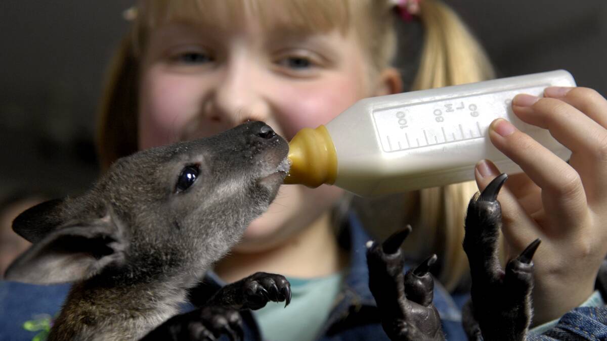 5/09/2008 Kate Boxhall 9yr in grade 4 , with "George" ( of Georgetown) a 6 month old Bennetts wallaby joey