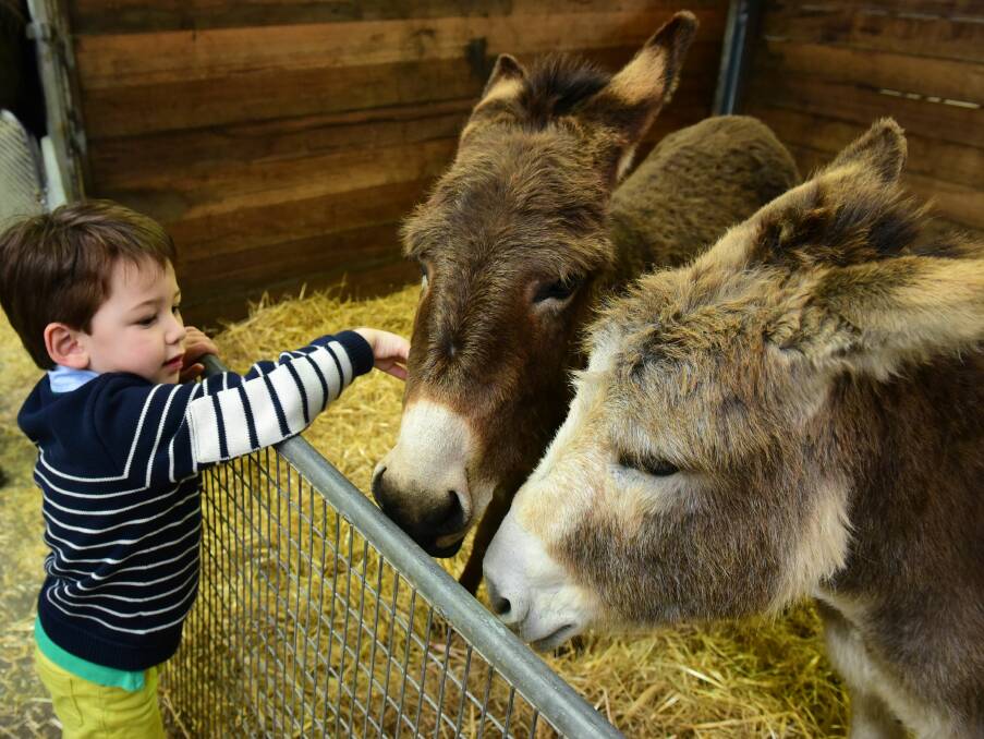 Family fun: Henry Thomas of Launceston meets donkeys, Jade and Pip in the animal nursery. Picture: Paul Scambler
