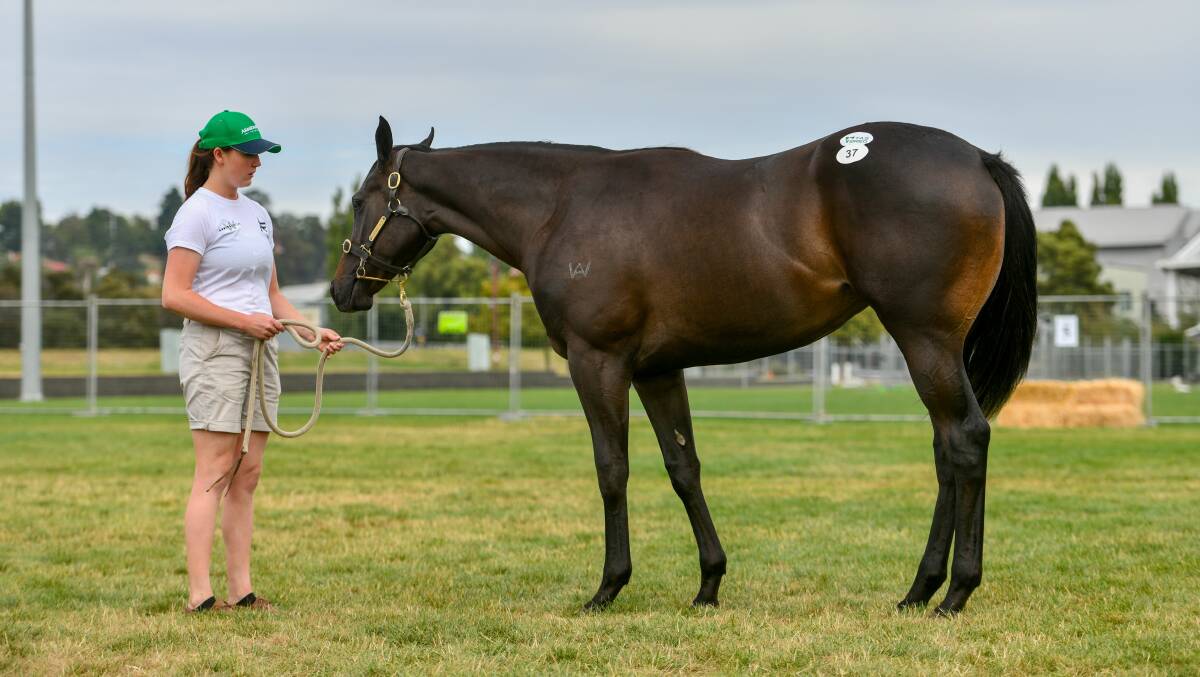 SOLD: Armidale Stud's Emer Maher with lot 37 - the highest priced horse at the Magic Millions yearling sale in Launceston. Picture:Scott Gelston