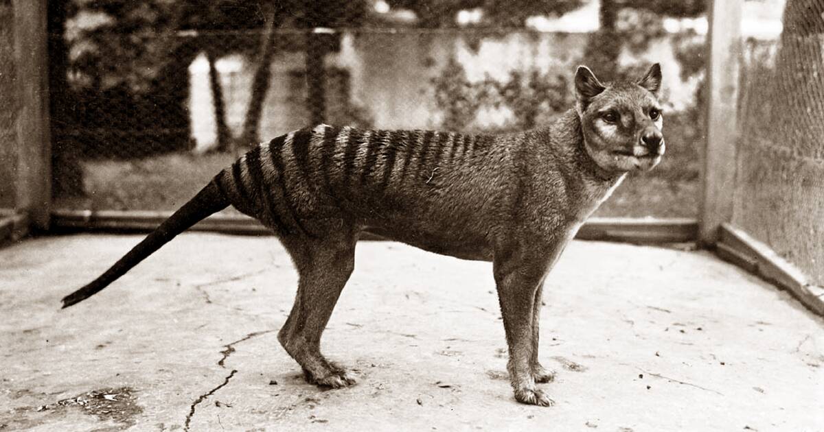 Explained: Considered extinct since 1936, how Tasmanian tiger's sightings  continue to be reported