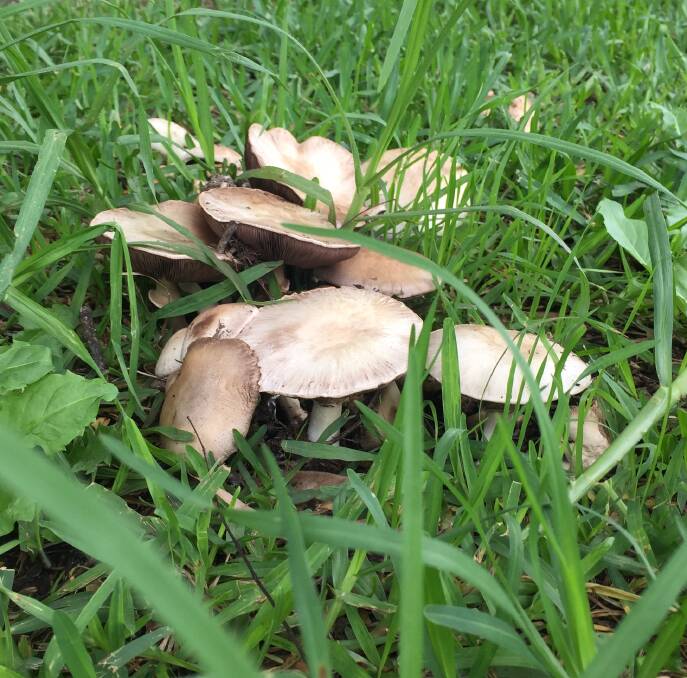 WARNING: The NSW Poison Information Centre is warning people against consuming mushrooms found in the wild. Picture: Supplied.