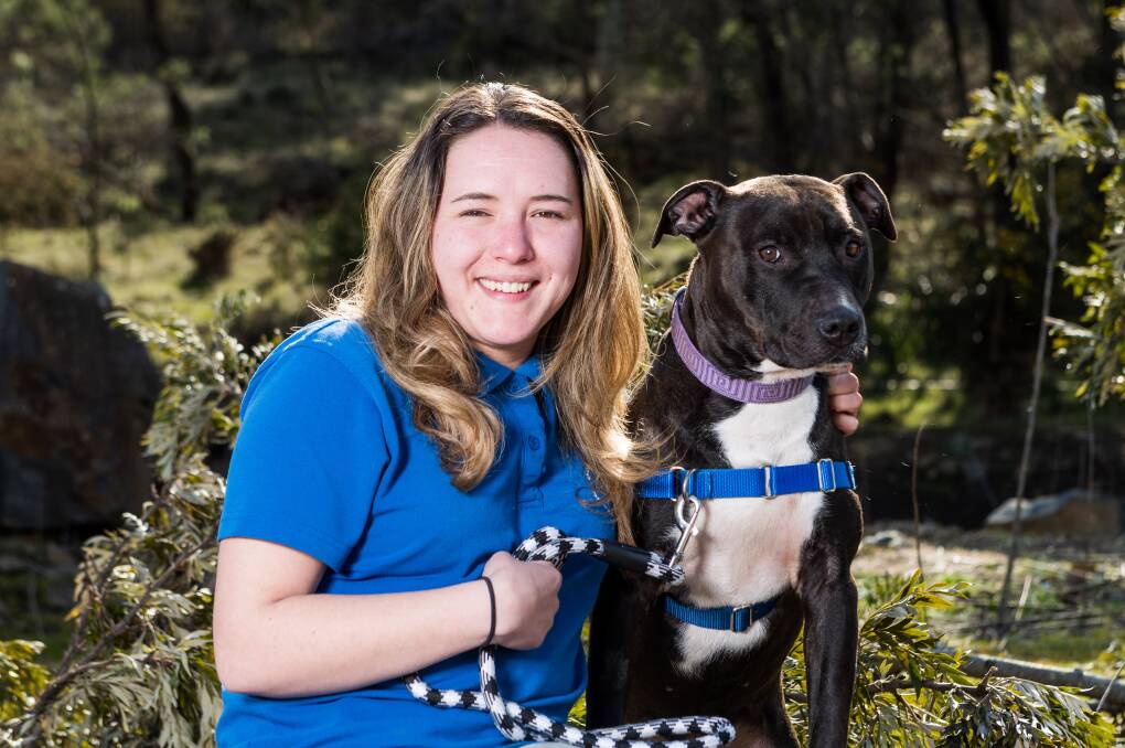 ADOPTIONS: Launceston Dogs Home supervisor Lucille Reid with, Moose the staffy X, one of the dogs available for adoption. Picutre: Phillip Biggs