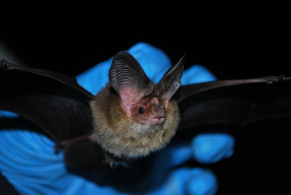 ENCOURAGING: Results from the Blue Derby citizen science BioBlitz show every type of known bat can be found in the area. Picture: Dr Lisa Cawthen.
