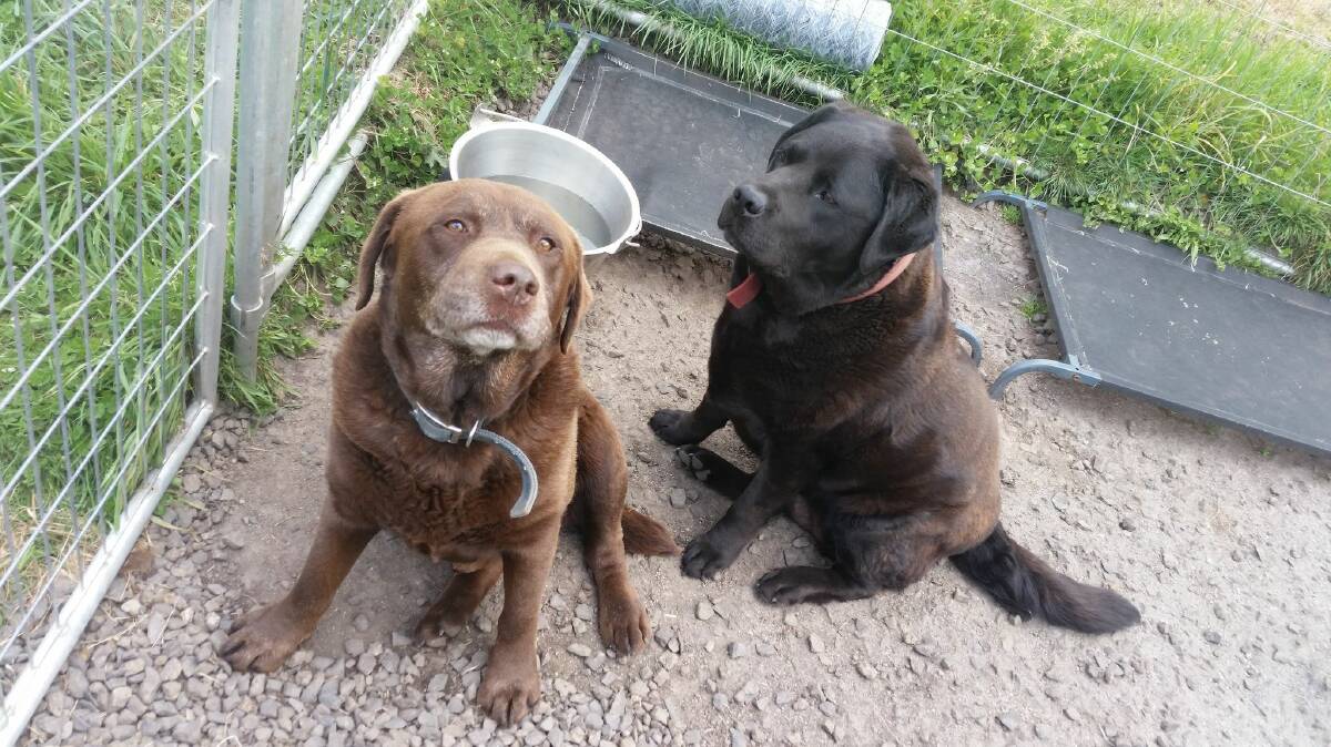 ADOPT US: Cyrus and Bonnie are ready to find there forever home after losing more than 10 kg each in about six months. Picture: Supplied