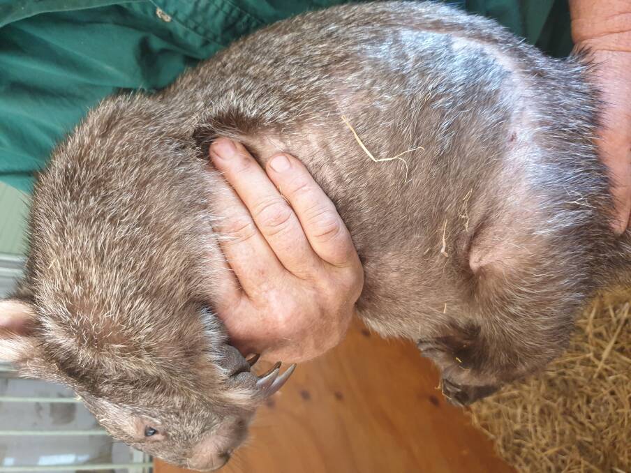 RECOVERING: Hair is regrowing on this wombat after it's mange was treated with Bravecto. Picture: Supplied 