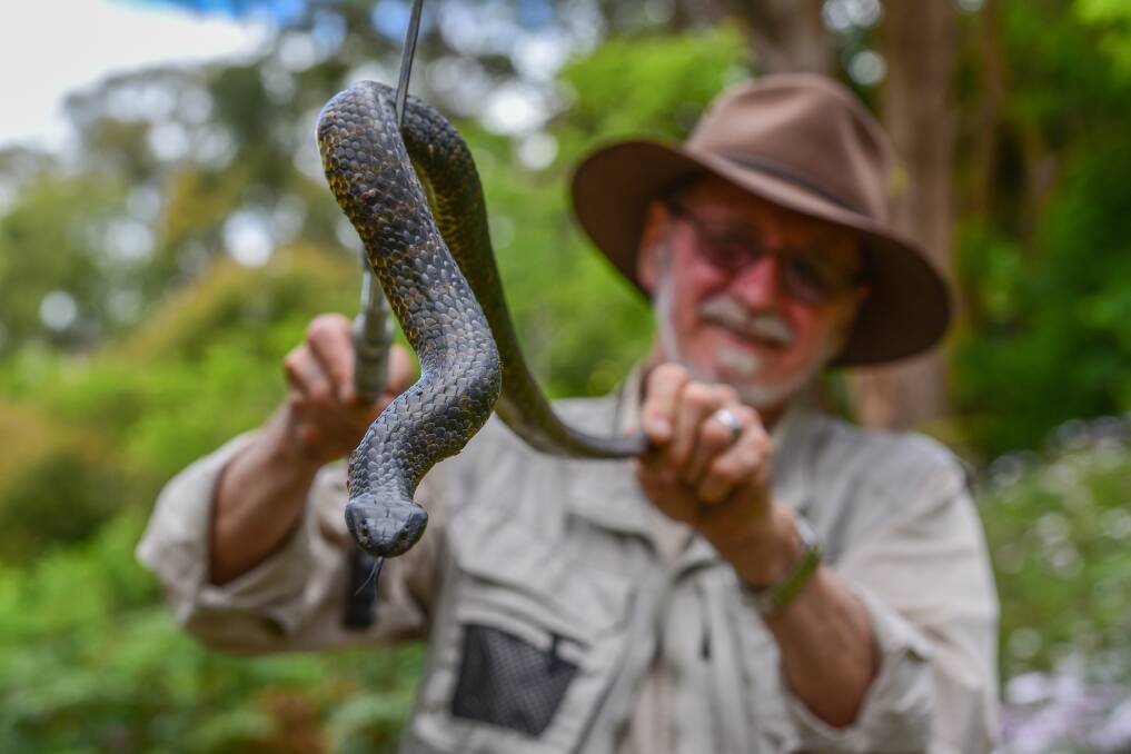 CAUTION: Ian Norton holding a tiger snake near bushland at Legana. Picture: Paul Scambler