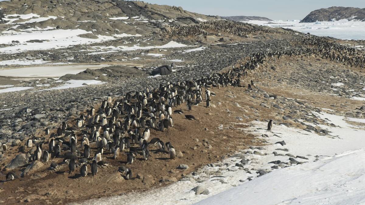 An Adélie penguin colony near Davis Station. Picture: Nick Roden