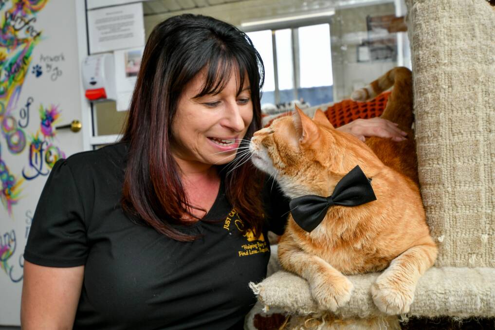 Veterinary clinic for rescue cats to open up at Just for Cats The