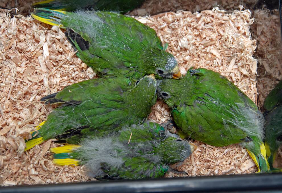 Parrot breeding season a success