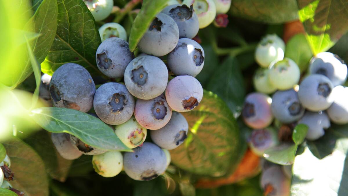 Blueberry rust detected at Northern farm