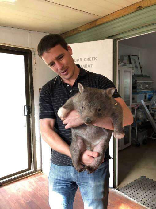 Dr Scott Carver with a wombat at the Cedar Creek Wombat Rescue. Picture: Supplied.