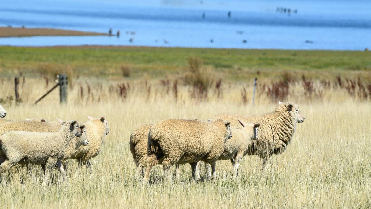 Wool sales started back up across Australia last week and went relatively well.