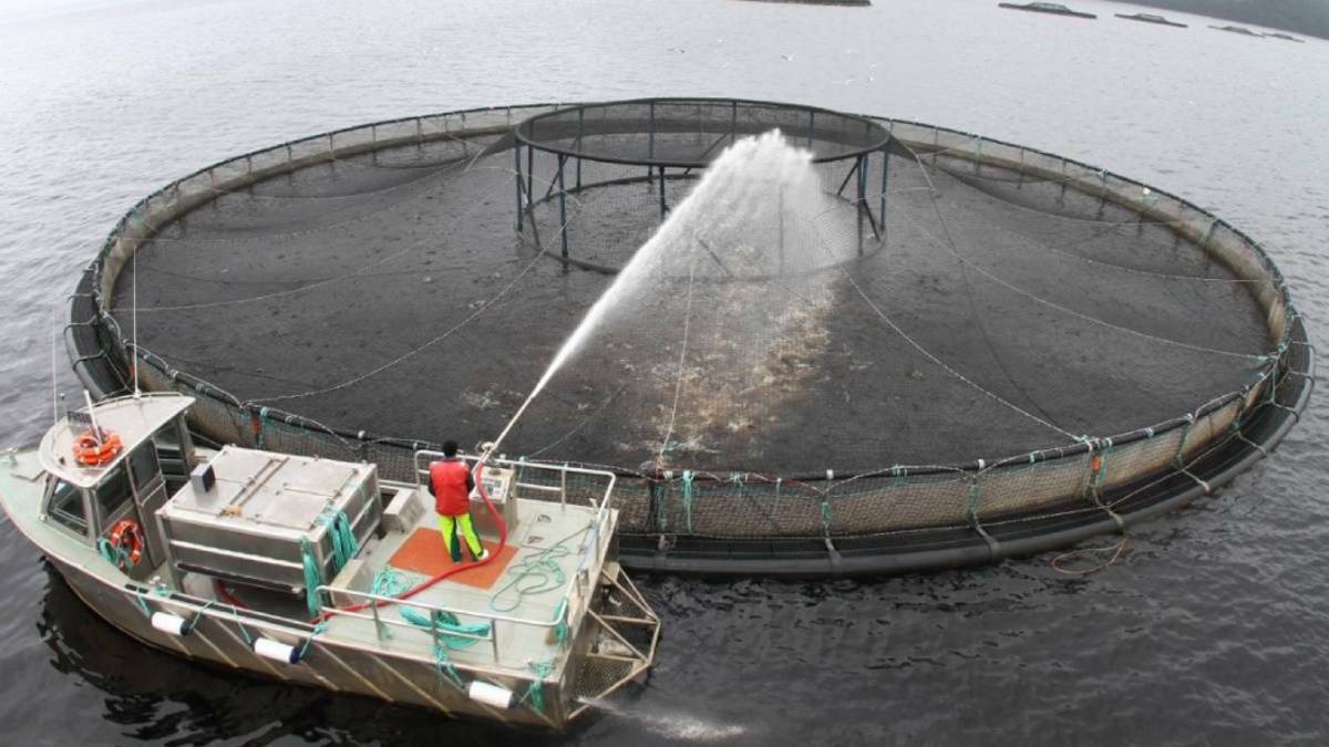 Fully onshore salmon farming not viable: Huon Aquaculture