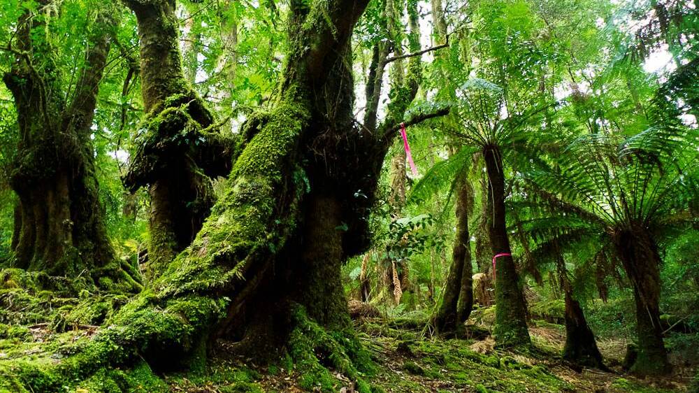 The lush greenery of The Tarkine is a majestic experience. Pic: Australian Traveller