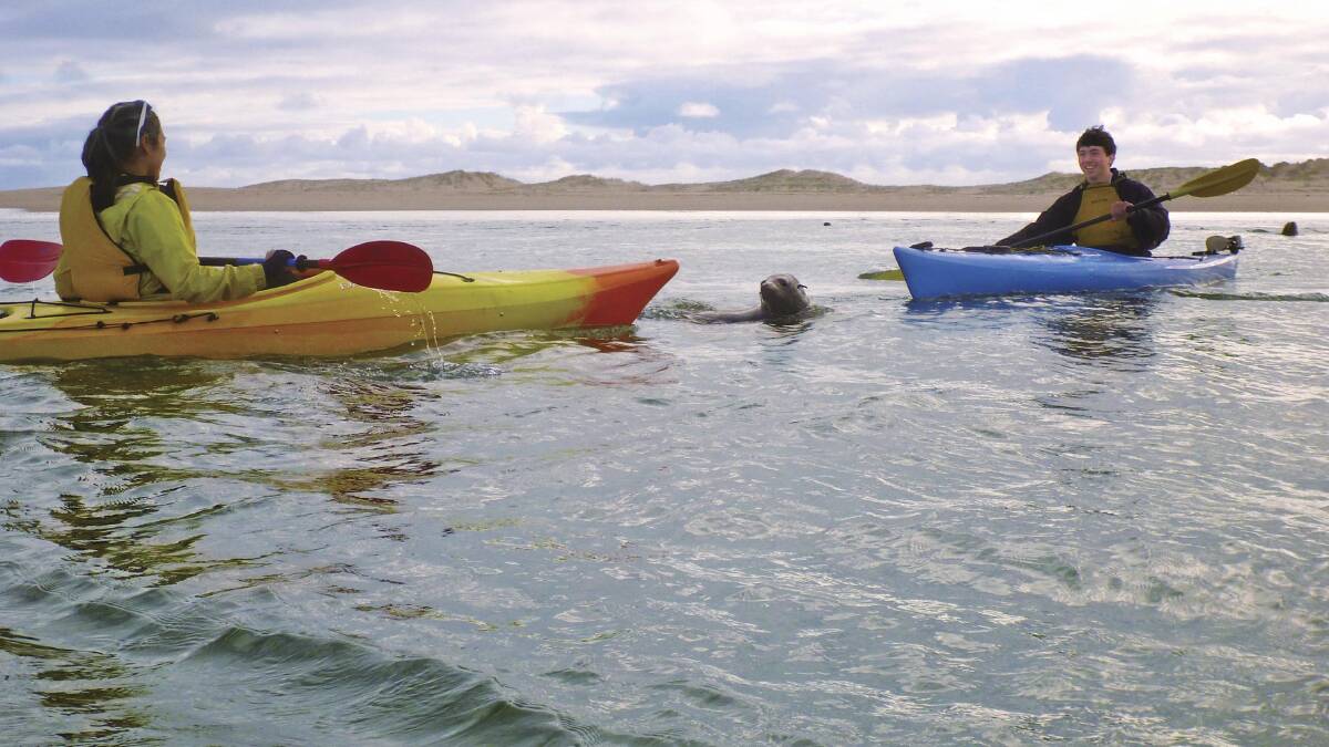 Kayaking with an unexpected, but obviously friendly and inquisitive, interloper … a surprise encounter at the Coorong.