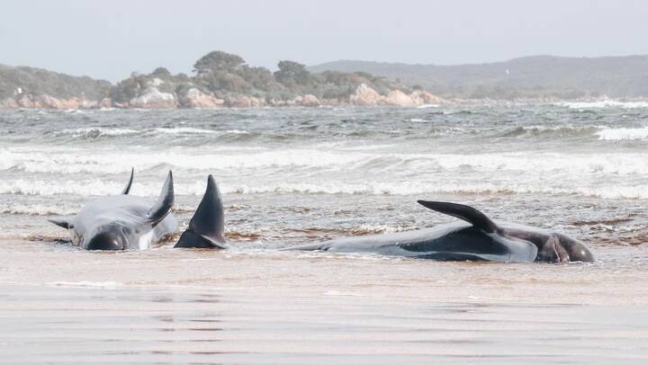 Whales beached on the West Coast. Picture: Carmen Wilson