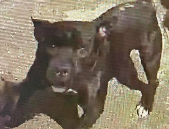 The dog allegeldy involved in the attack of a girl in Devonport. Picture: Tasmania Police 