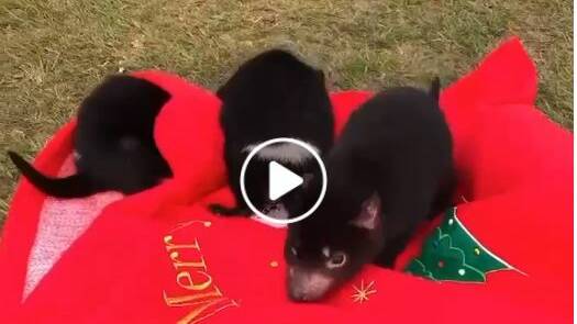 WATCH: Tassie devils celebrate their first Christmas