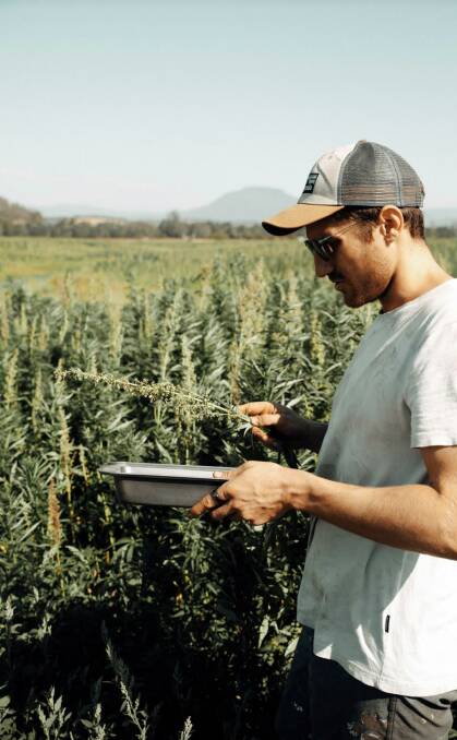 HEMP: Fellowship recipient Tim Crow checking out his crop. Image supplied.