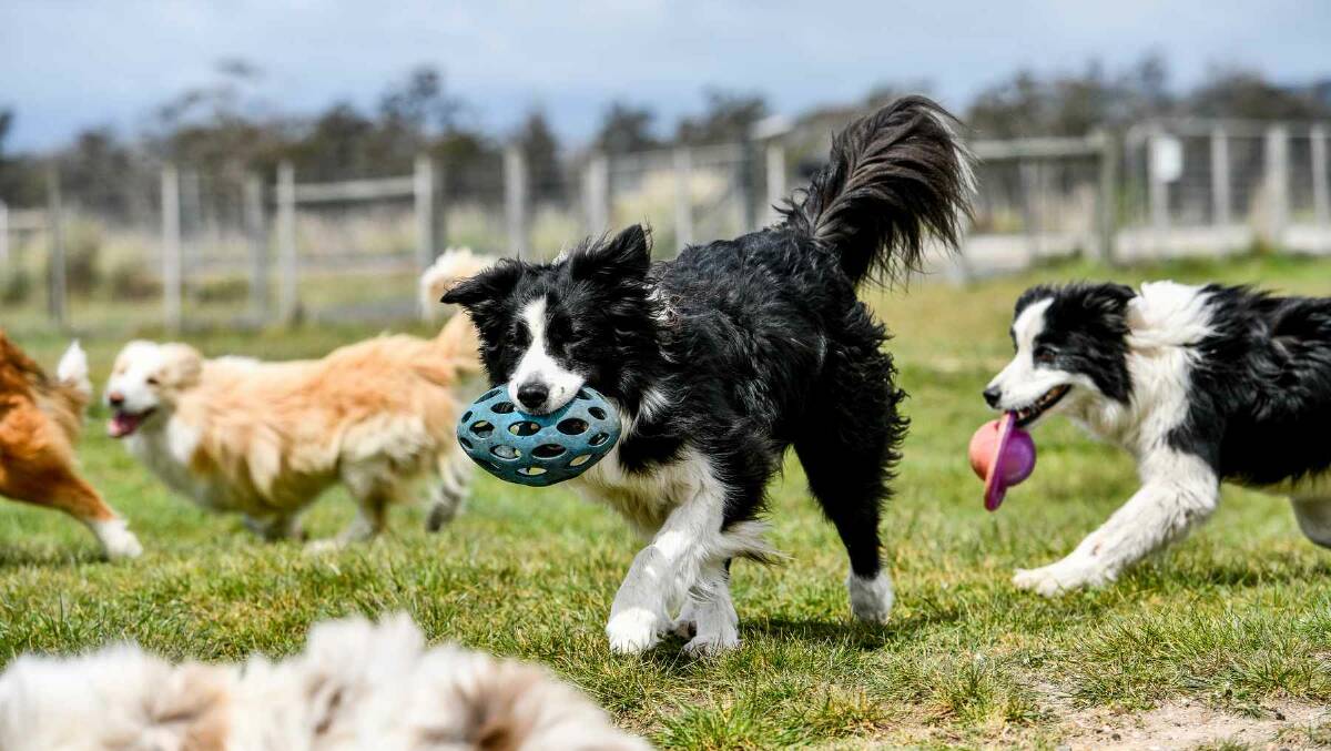 HELPING HAND: Some of the dogs at the Border Collie Rescue, Rehome and Sanctuary Tasmania property at Piper's River. Picture: file