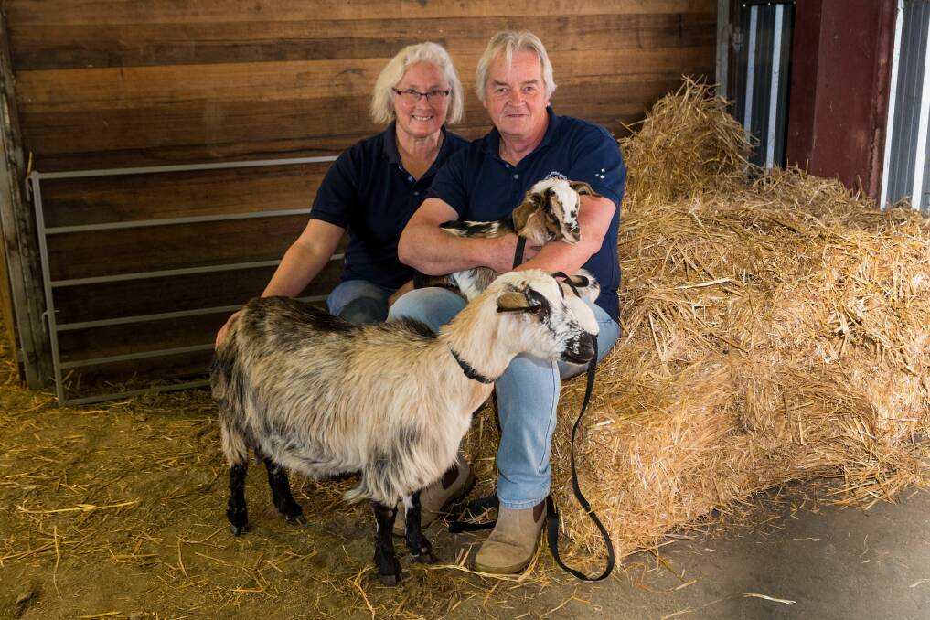GOATS: Petit Paradis Mini Goats owners Cindy and Stephen Fagg with two of their miniature goats on Thursday. Image: Phillip Biggs.