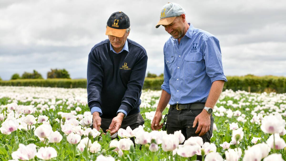 WIND PROVES PROBLEMATIC: Tasmanian Alkaloids' field operations manager Noel Beven and Northern Midlands field officer Danny Schoenmaker in a field of poppies near Hagley. Picture: Scott Gelston.