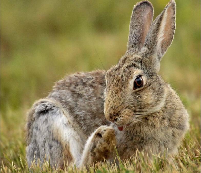 DPIPWE remains tight lipped on plans for Westbury's rabbit problem