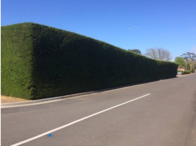 TO TRIM OR NOT TO TRIM: The hedge at 12 Macquarie Street, Evandale in question on October 14. Picture: Northern Midlands Council.