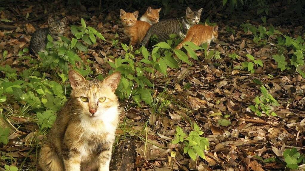 No answers given for feral cat problem