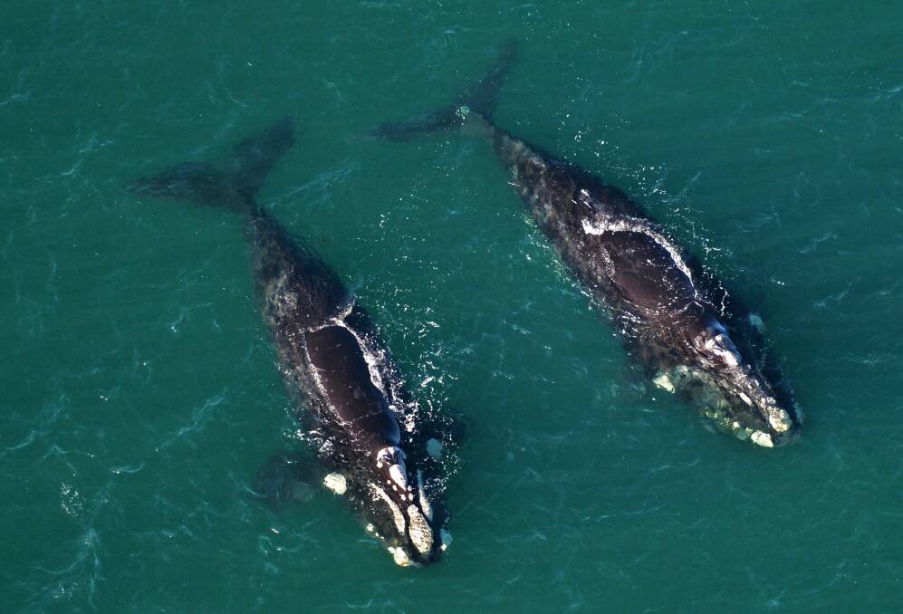 SAFE SPOTTING: Whales have been spotted off Tasmania recently, such as these two southern right whales. Picture: Marine Conservation Program/DPIPWE.
