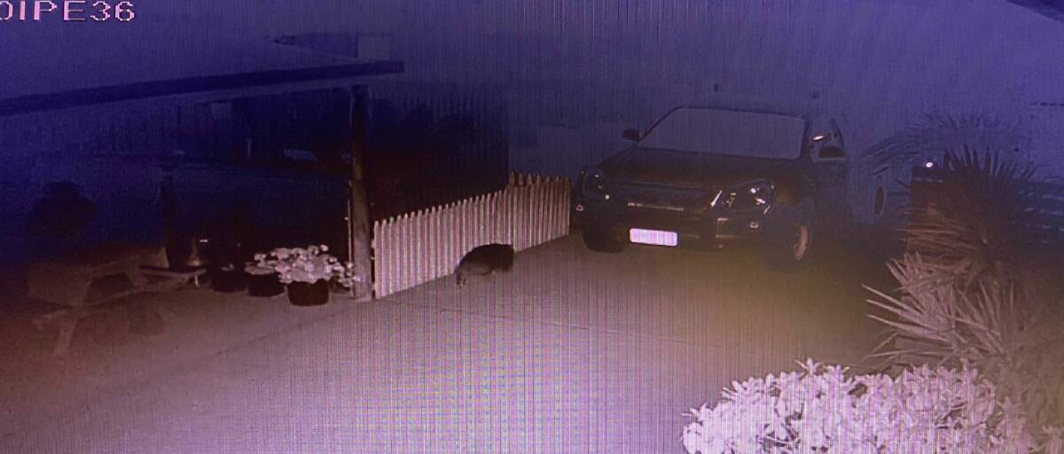 CHEEKY BOY: Residents said the wombat appeared hand raised as it would roam around the neighbourhood at night unphased by humans.