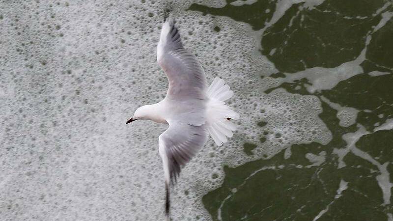Invermay seagull cull raises questions